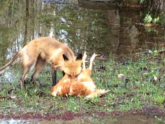fox with hen